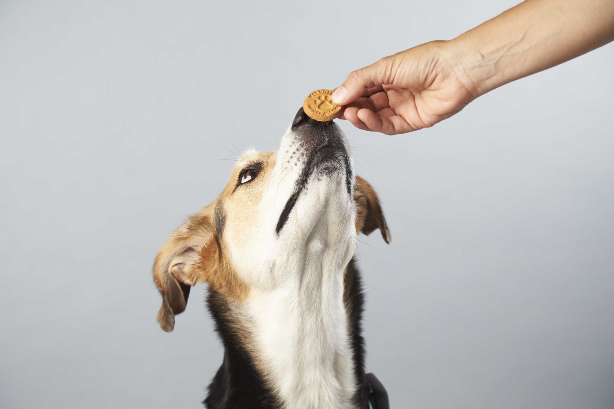 Wet Noses produces human-grade pet treats.