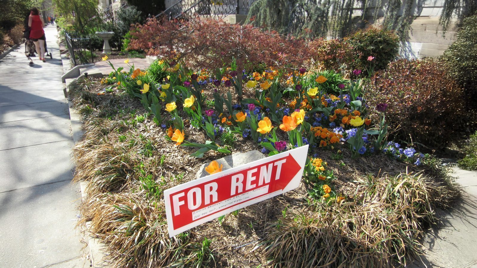 A "For Rent" sign graces a garden bed filled with vibrant flowers, including tulips and pansies, along a charming Seattle neighborhood sidewalk.