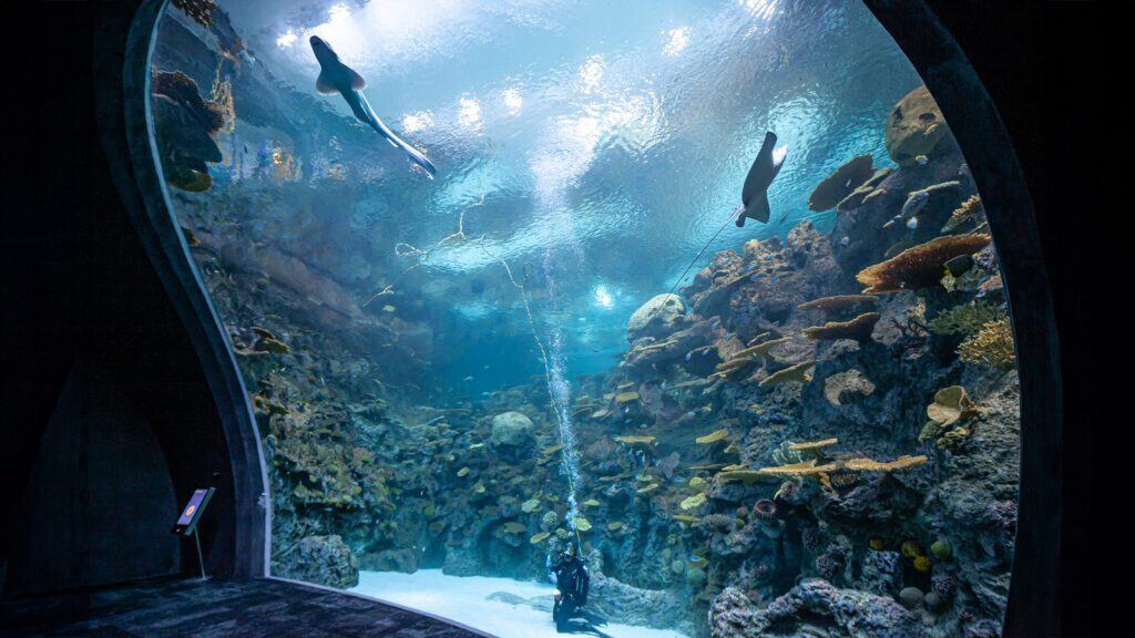 An underwater view of the New Ocean Pavilion at the Seattle Aquarium showcases a large tank with intricate rock formations, various fish, and a diver exploring near the bottom. Two sharks glide majestically near the top, embodying cutting-edge aquarium design.